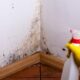 Why You Need a Mold Inspection Before You Move into A House