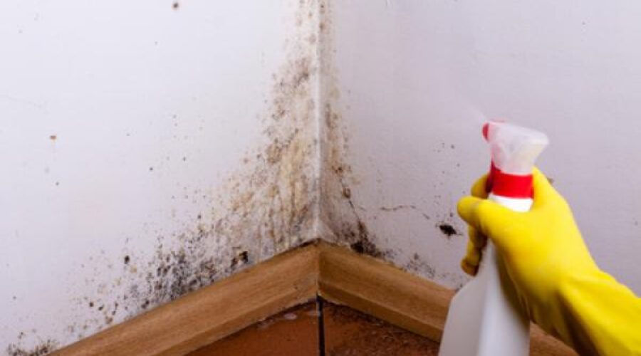 A person with a yellow glove sprays a bottle of cleaner at black mold in the corner of a room